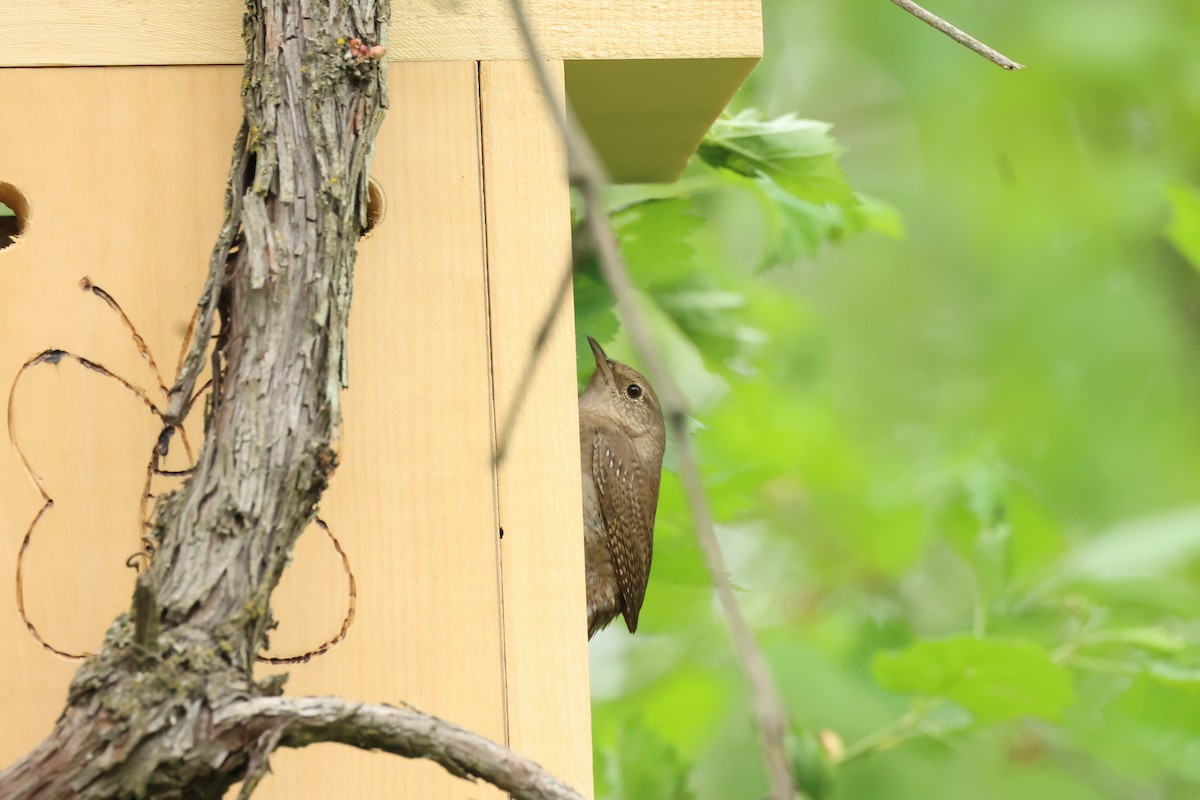 House Wren - Marie Provost