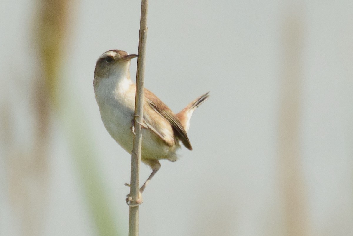 Marsh Wren - Adeline Louie