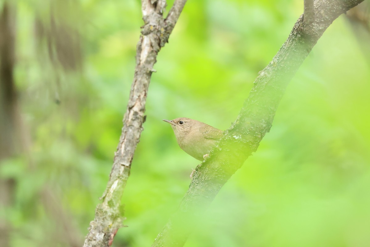 House Wren - Marie Provost