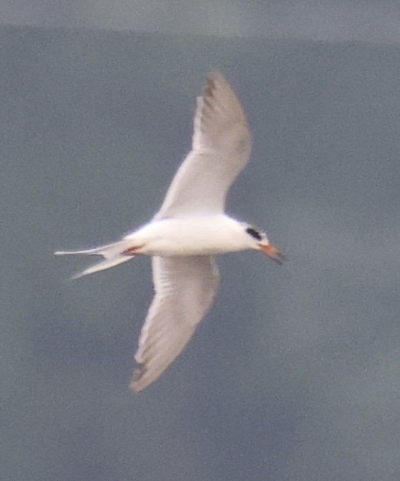 Forster's Tern - ML619417642