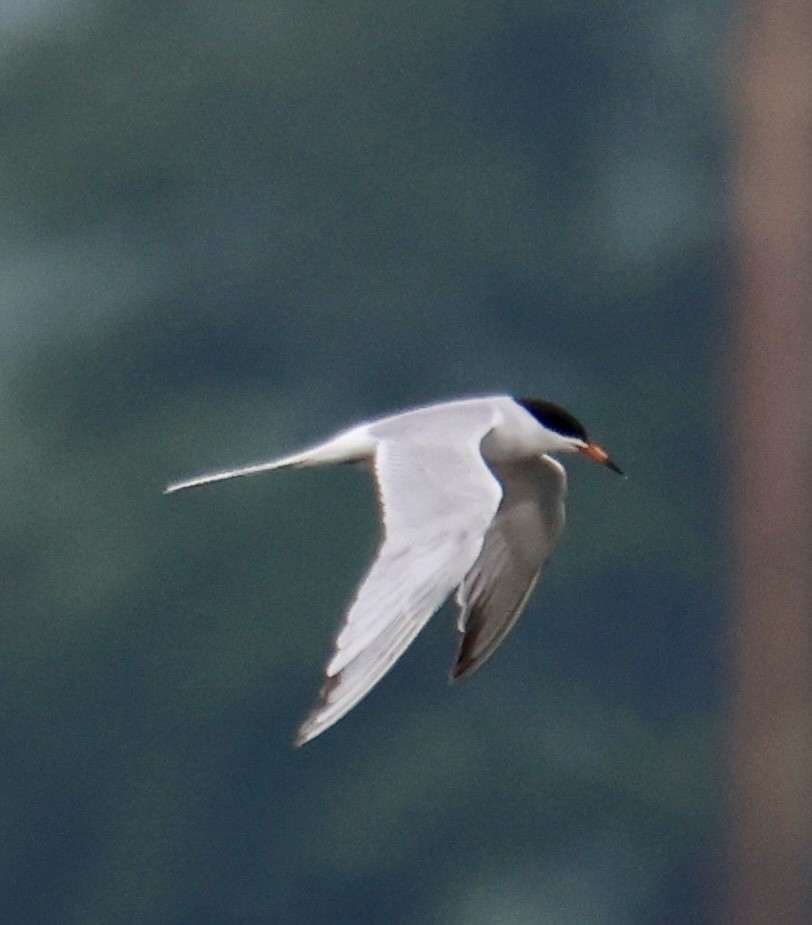 Forster's Tern - ML619417643