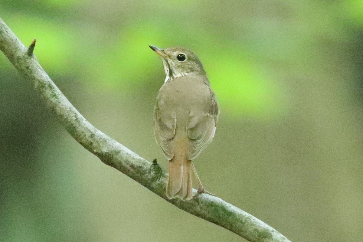 Gray-cheeked/Bicknell's Thrush - ML619417646