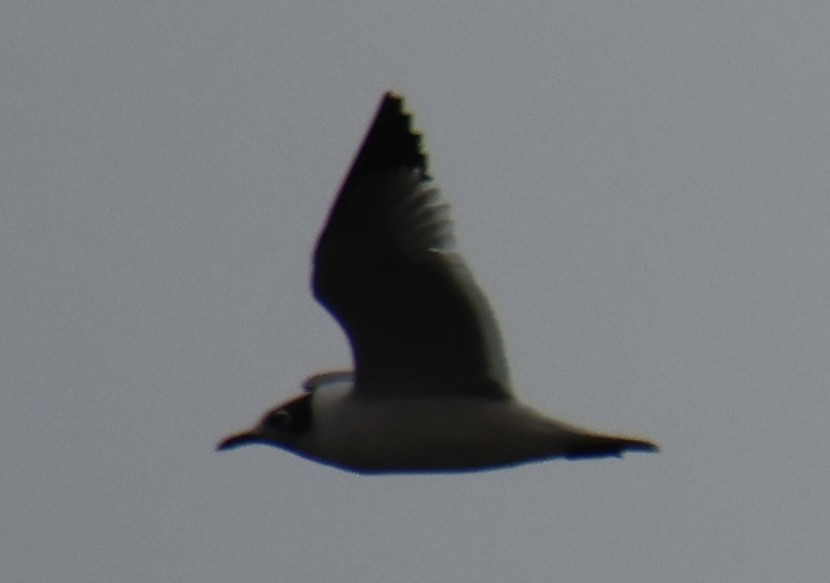 Franklin's Gull - ML619417651