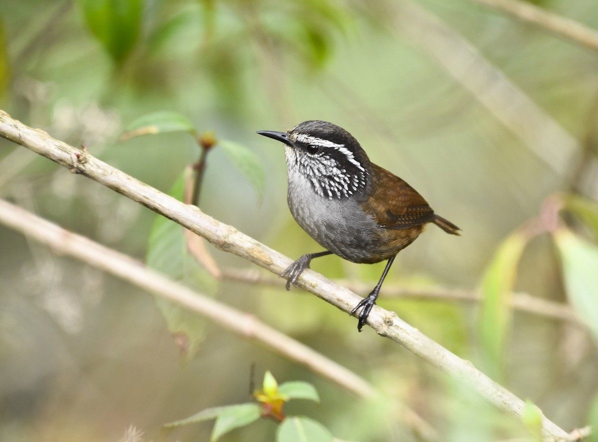 Gray-breasted Wood-Wren - Esteban Matías (birding guide) Sierra de los Cuchumatanes Huehuetenango esteban.matias@hotmail.com                             +502 53810540