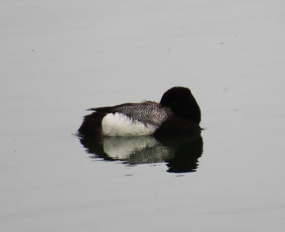 Lesser Scaup - Maggie Smith