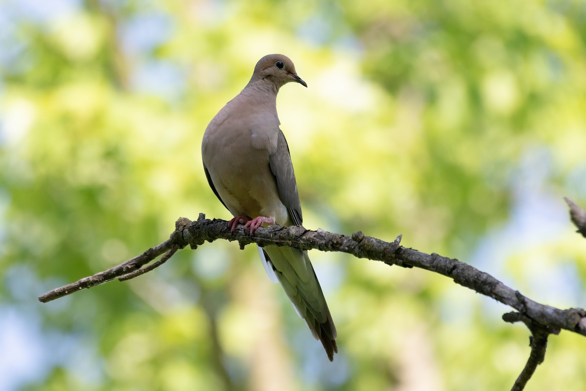 Mourning Dove - Aaron Kuiper