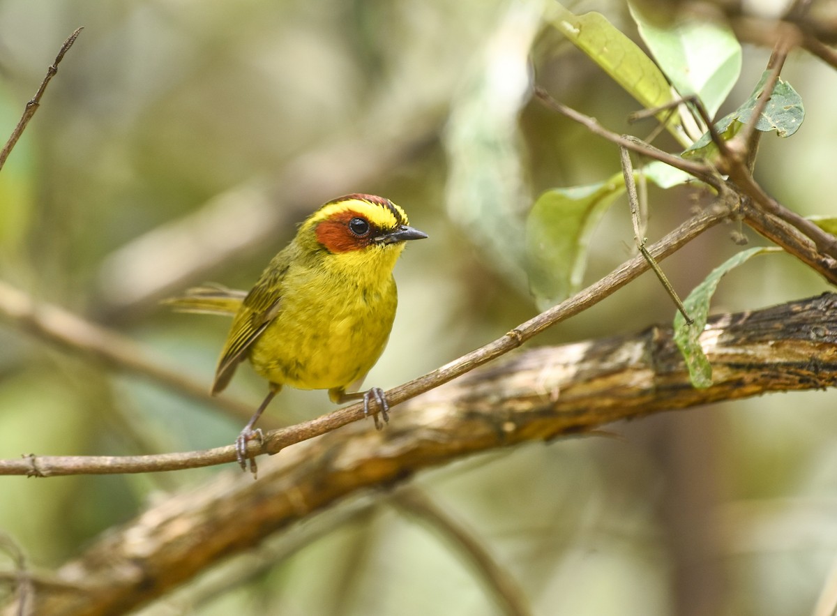 Golden-browed Warbler - Esteban Matías (birding guide) Sierra de los Cuchumatanes Huehuetenango esteban.matias@hotmail.com                             +502 53810540