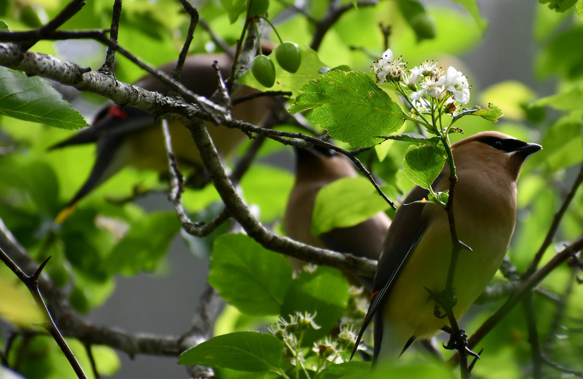 Cedar Waxwing - Thuja Plicata