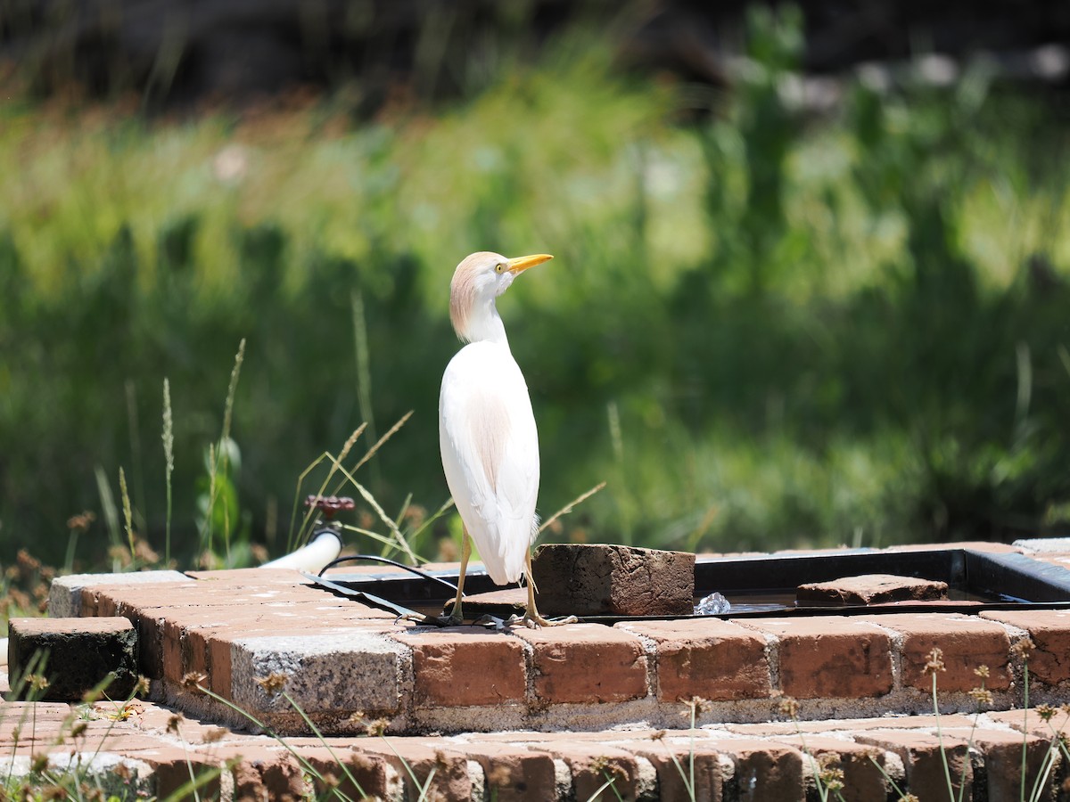 Western Cattle Egret - Robert Rackliffe