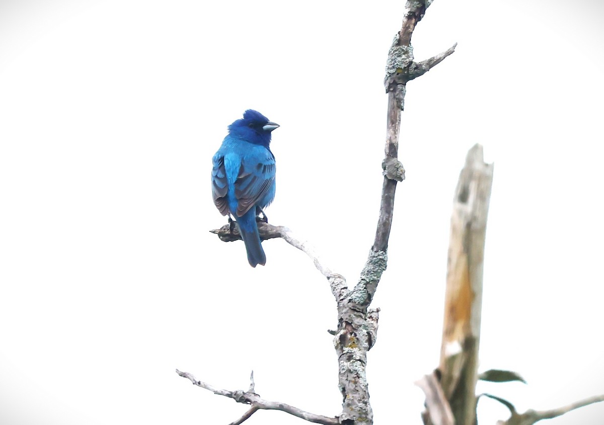 Indigo Bunting - Marie Provost