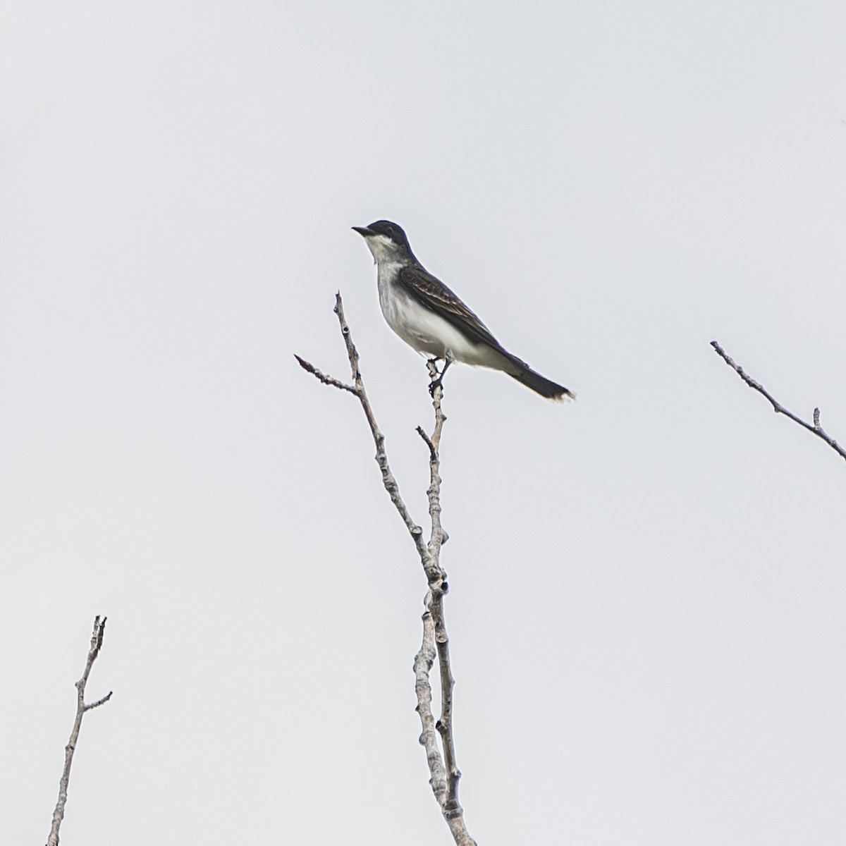 Eastern Kingbird - Albert Picard