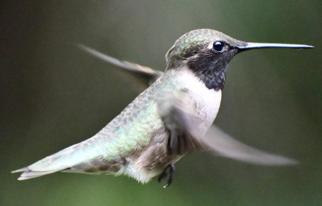 Colibri à gorge noire - ML619417730