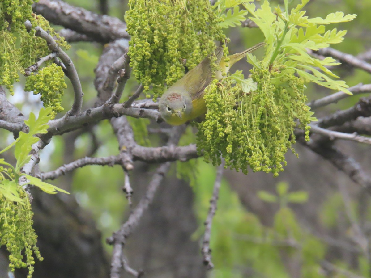 Nashville Warbler - ML619417736