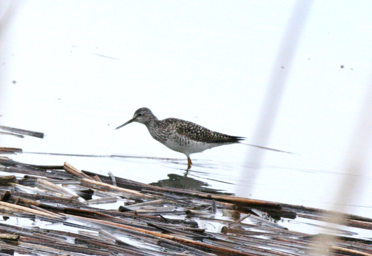 Greater Yellowlegs - ML619417742