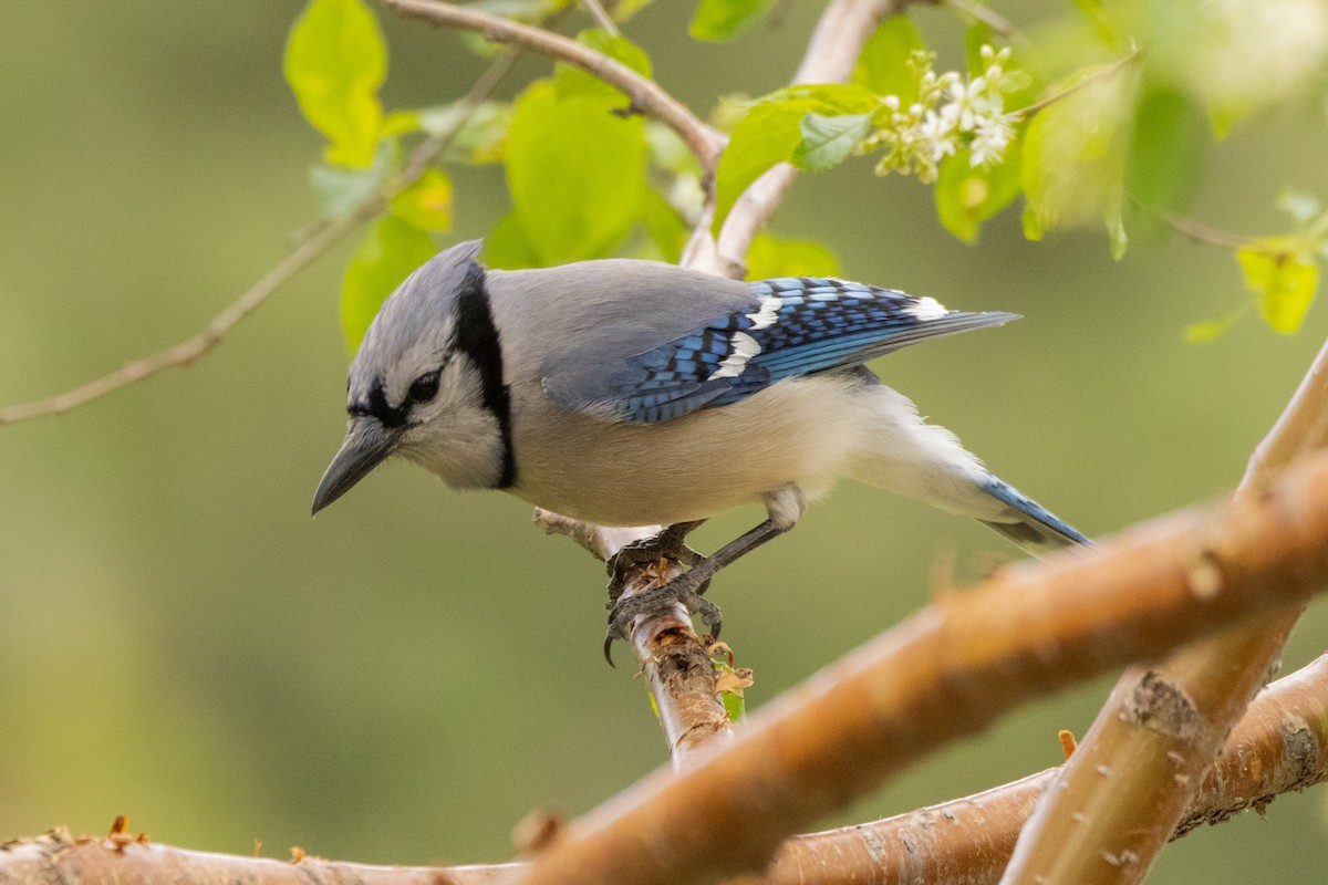 Blue Jay - Gordon Starkebaum