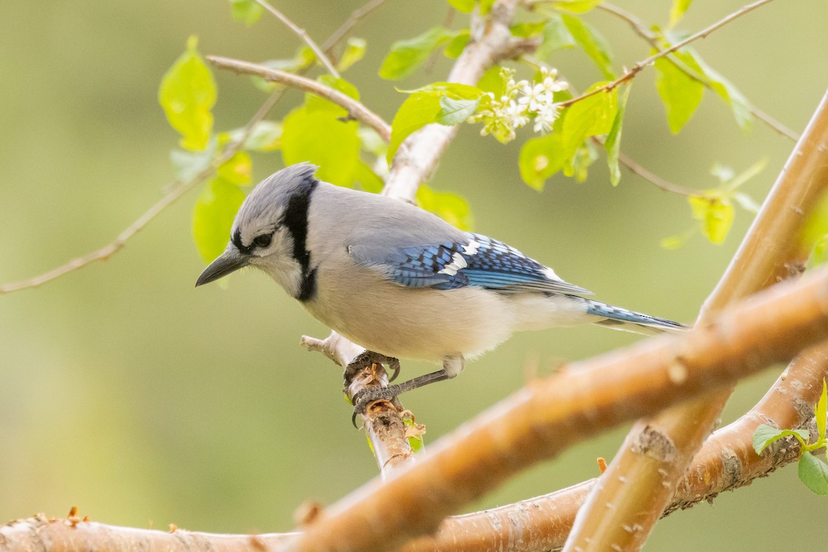 Blue Jay - Gordon Starkebaum