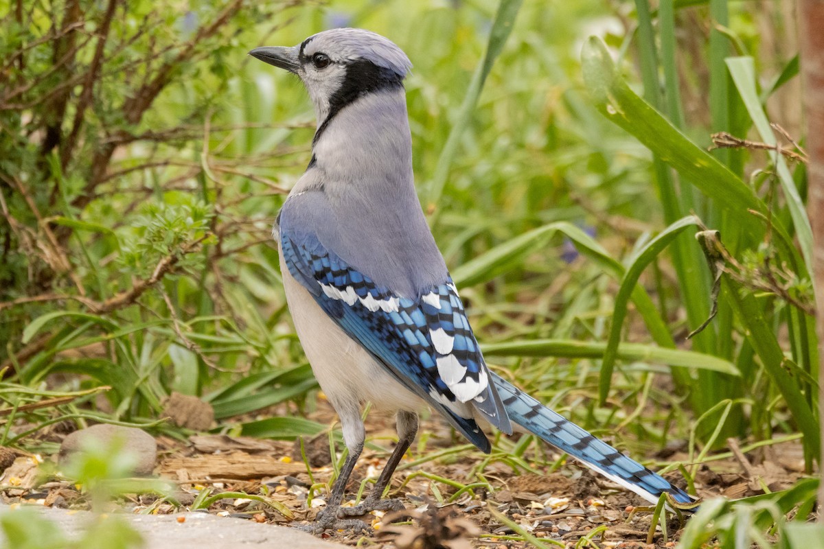 Blue Jay - Gordon Starkebaum