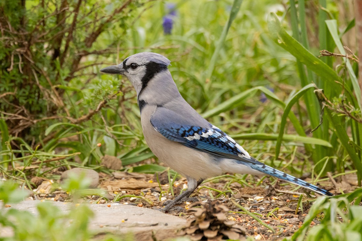 Blue Jay - Gordon Starkebaum