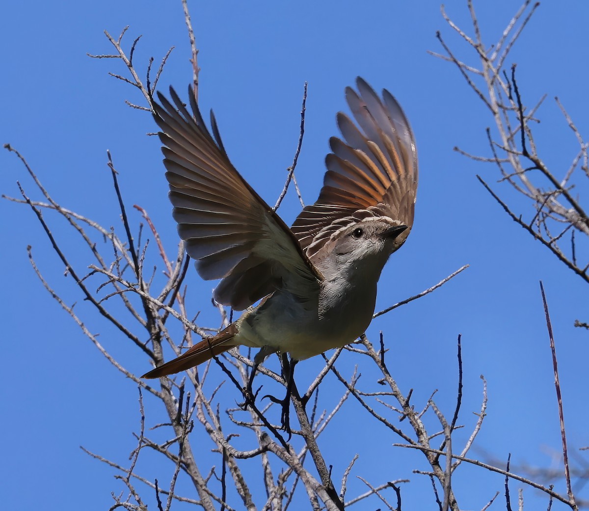 Ash-throated Flycatcher - Constance Vigno