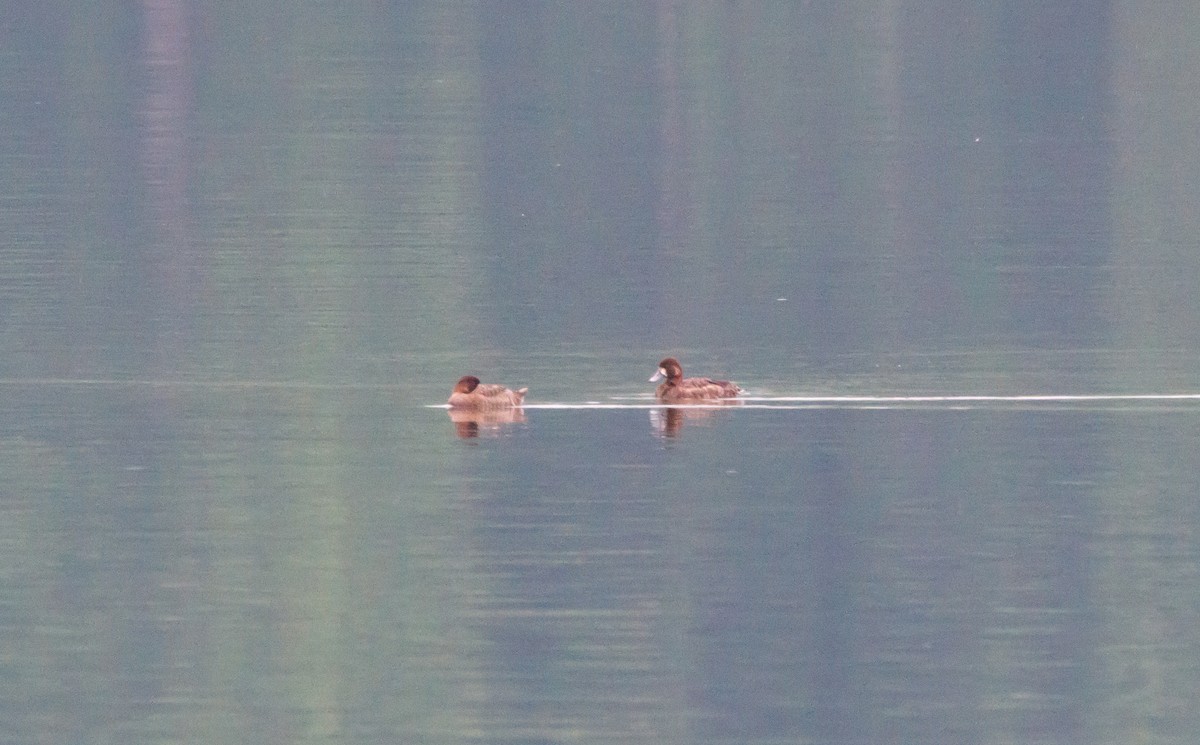 Greater Scaup - Dan Hannon