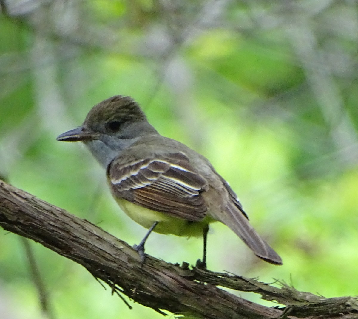 Great Crested Flycatcher - judith morsink