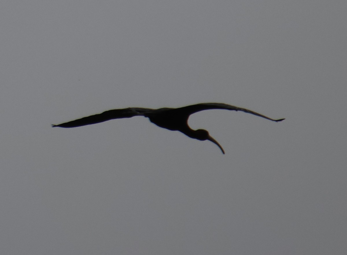 ibis hnědý - ML619417778