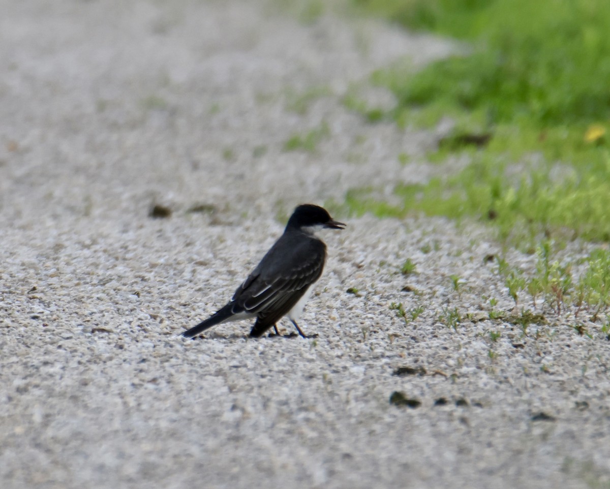 Eastern Kingbird - Kathryn Deetz 🦢