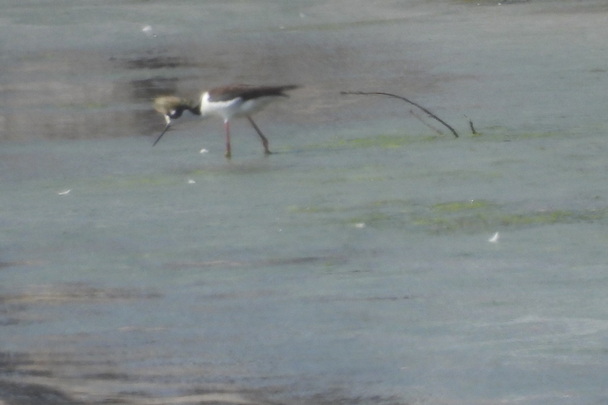 Black-necked Stilt - Bret Elgersma