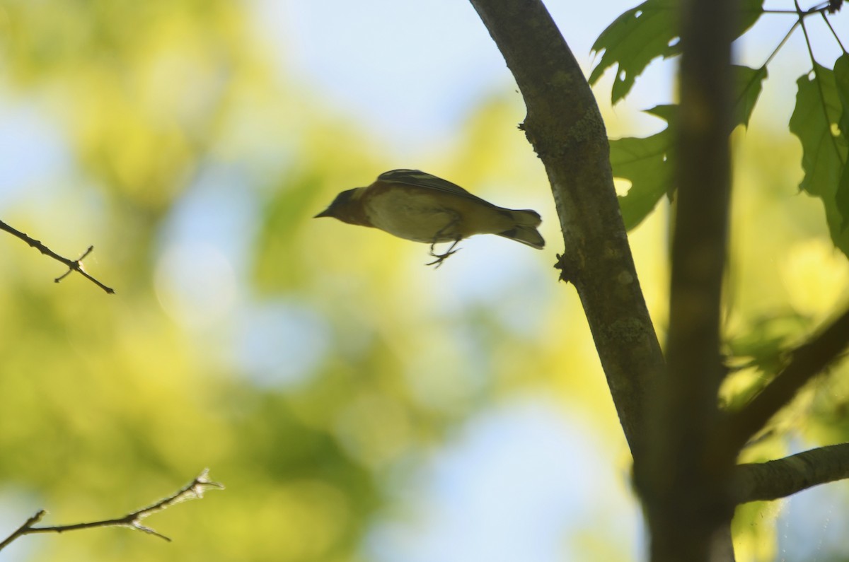 Bay-breasted Warbler - Richard Garrigus