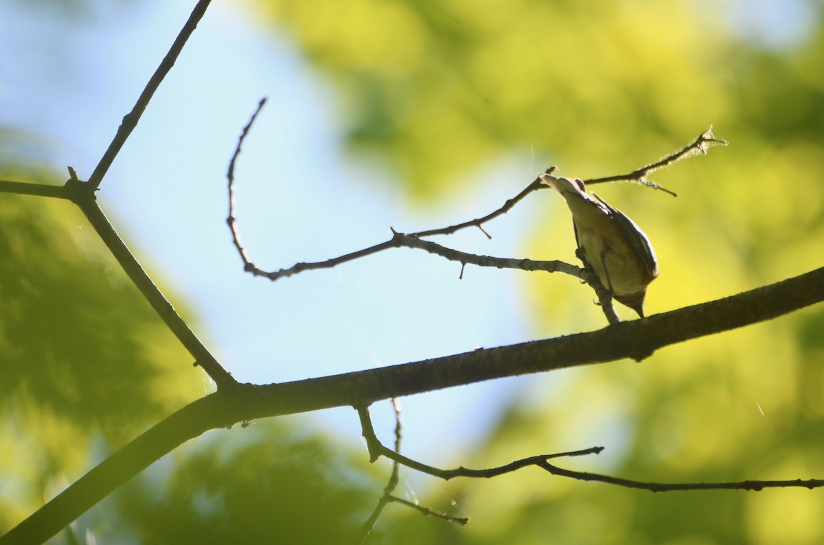 Bay-breasted Warbler - Richard Garrigus