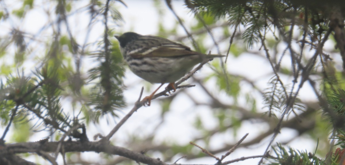 Blackpoll Warbler - ML619417795