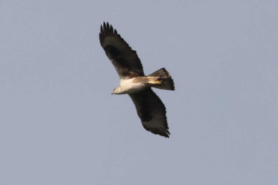 Bonelli's Eagle - Alexandre Hespanhol Leitão