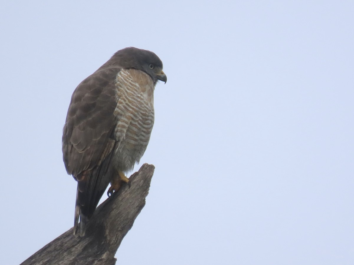 Roadside Hawk - Ines Vasconcelos