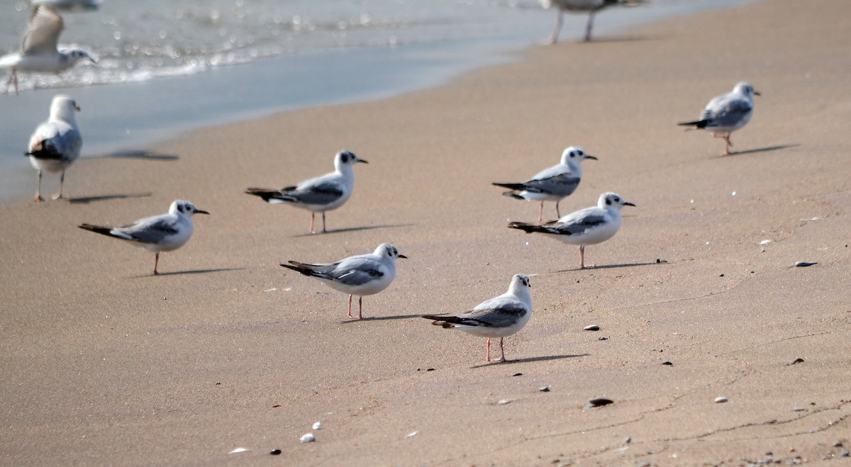 Bonaparte's Gull - Jean and Bob Hilscher