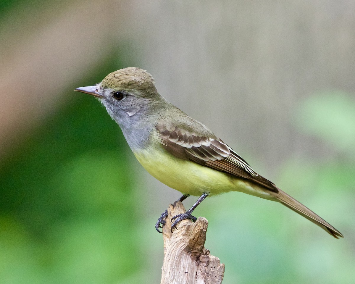 Great Crested Flycatcher - Jack & Holly Bartholmai