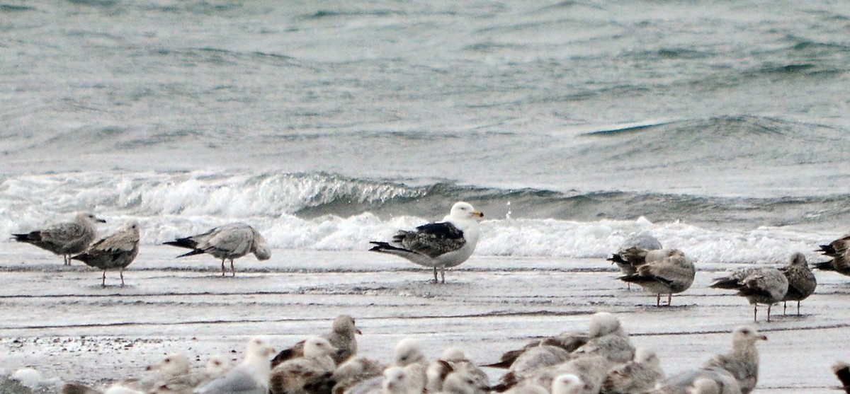 Great Black-backed Gull - ML619417821