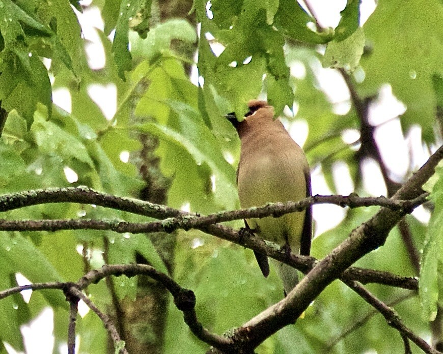 Cedar Waxwing - Jack & Holly Bartholmai