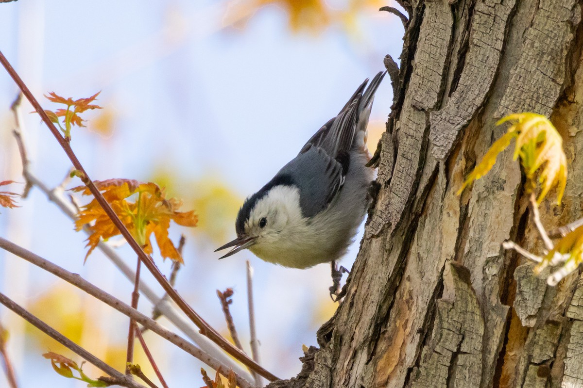 White-breasted Nuthatch (Interior West) - Gordon Starkebaum