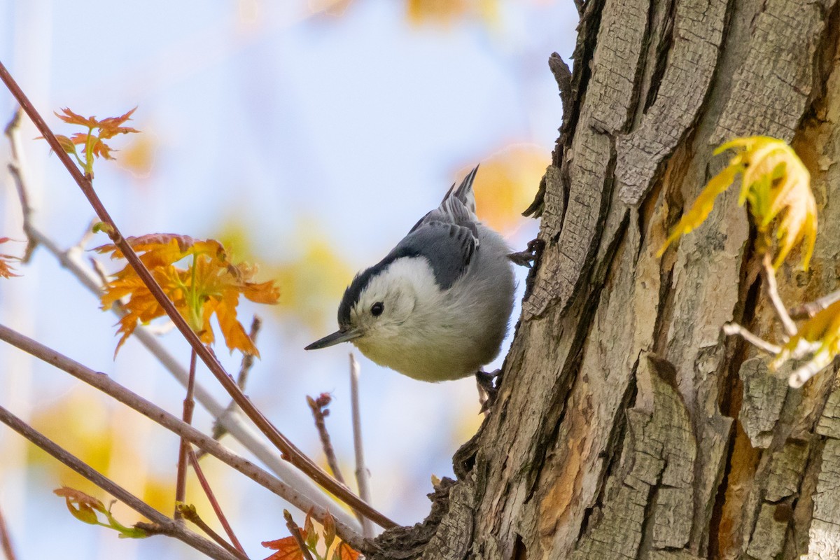 White-breasted Nuthatch (Interior West) - Gordon Starkebaum