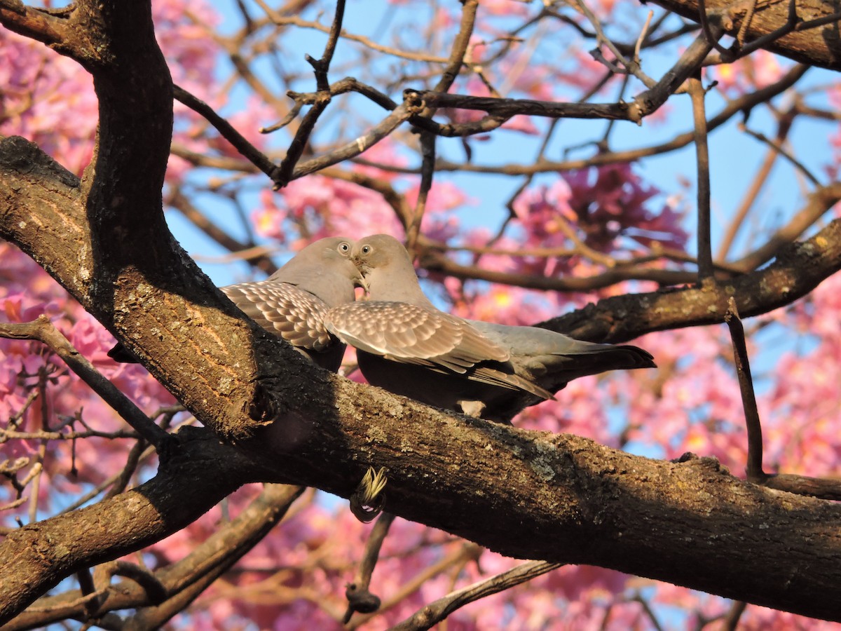 Spot-winged Pigeon - Más Aves