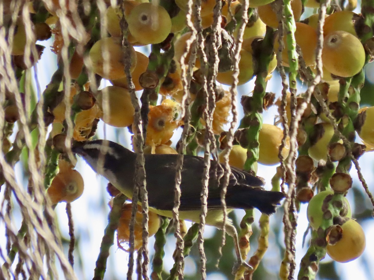 Bananaquit - Ines Vasconcelos