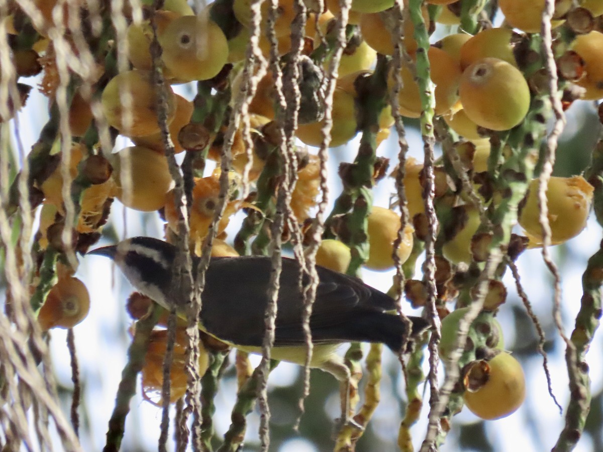 Bananaquit - Ines Vasconcelos