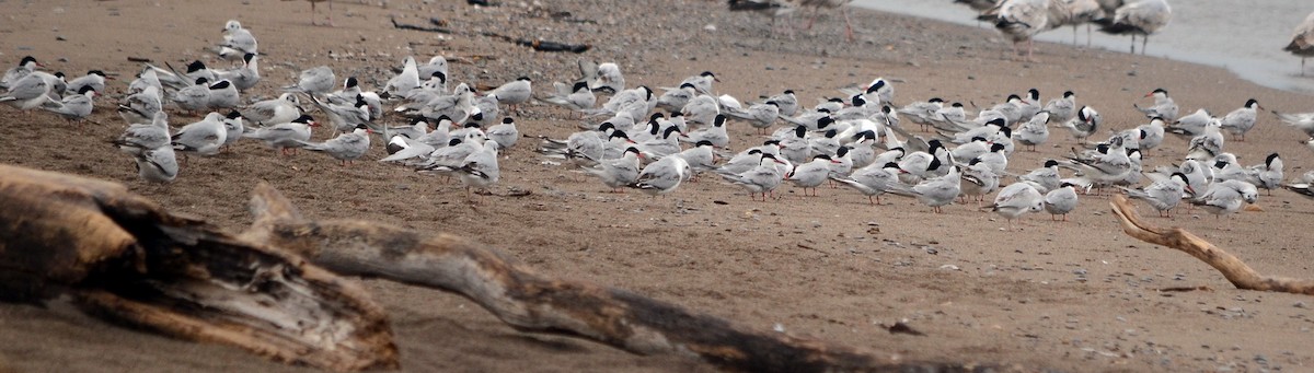 Common Tern - Jean and Bob Hilscher