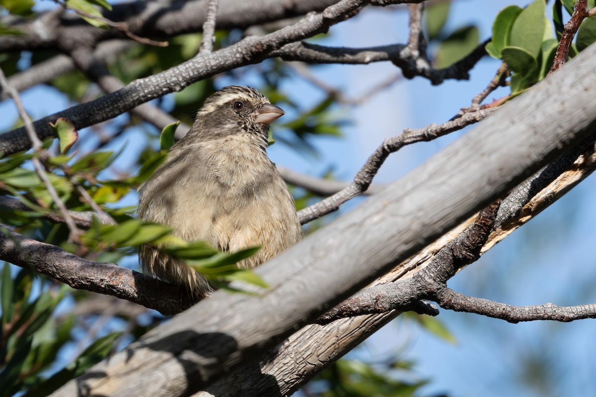 Streaky-headed Seedeater - Walter Beyleveldt