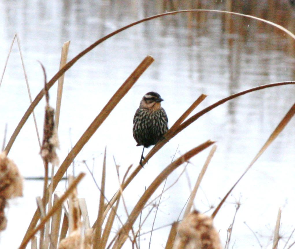 Yellow-headed Blackbird - Muriel & Jennifer Mueller