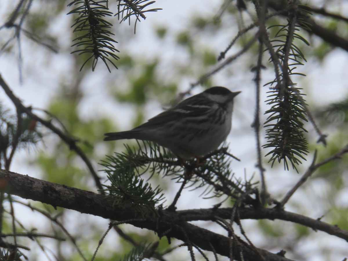 Blackpoll Warbler - ML619417856