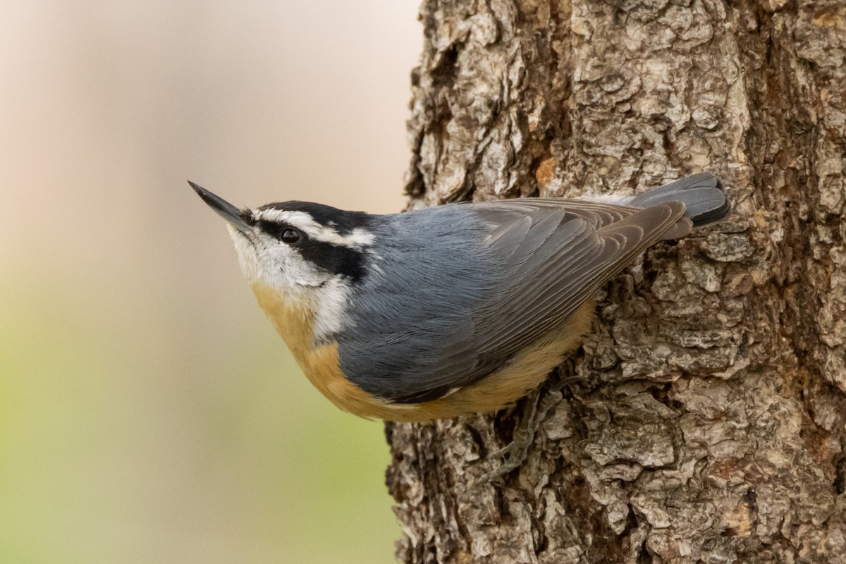 Red-breasted Nuthatch - Gordon Starkebaum