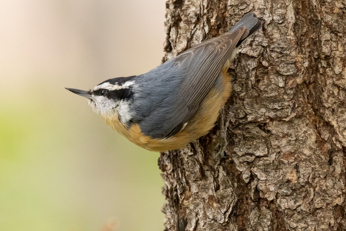 Red-breasted Nuthatch - Gordon Starkebaum