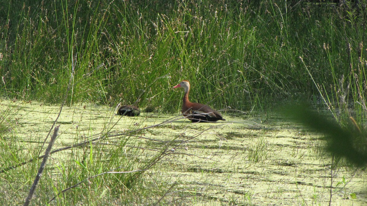 Black-bellied Whistling-Duck - Sheila Sawyer