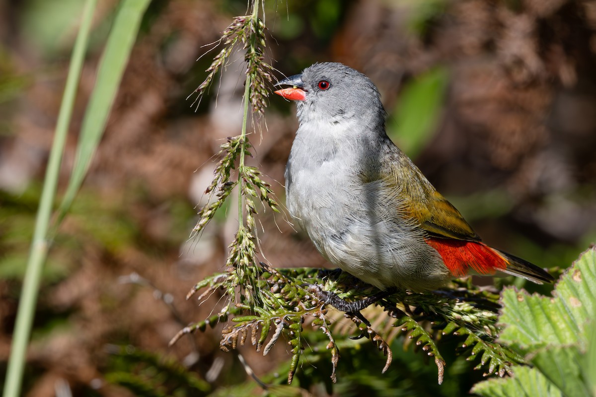 Swee Waxbill - Walter Beyleveldt